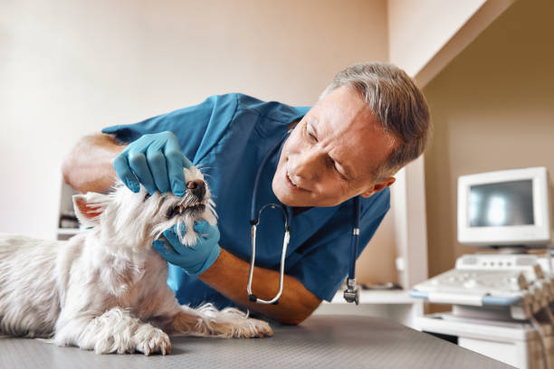 Best Emergency Root Canal Treatment in Baudette, MN